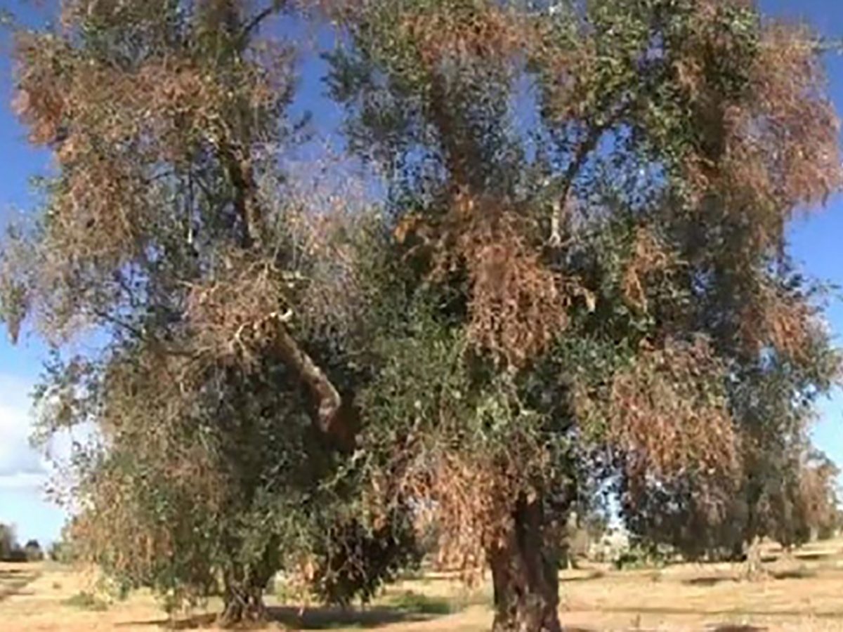 Xylella Milioni Per La Rigenerazione Sostenibile Il Gallo